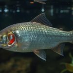 hemat peluru tembak ikan