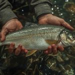 ikan kecil tembak ikan